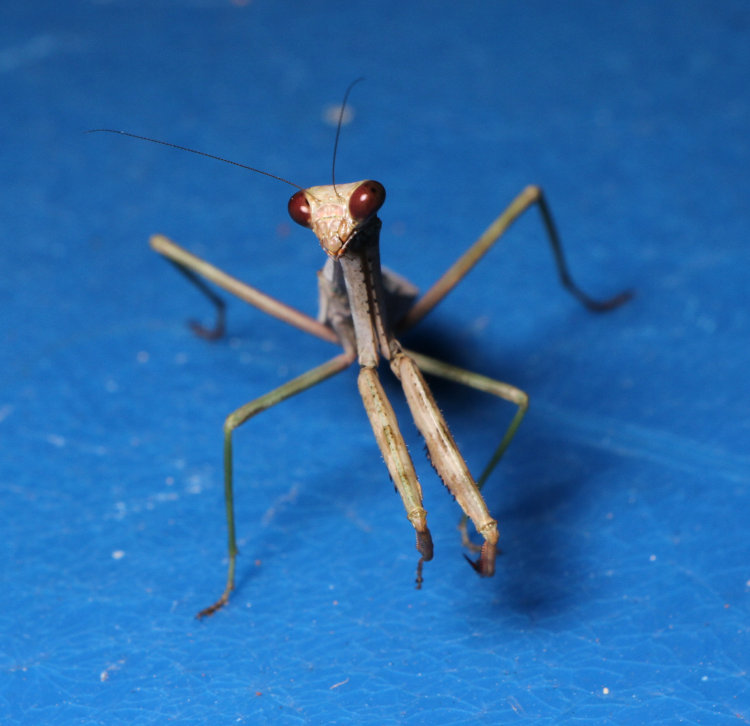 adult female Carolina mantis Stagmomantis carolina on rain barrel