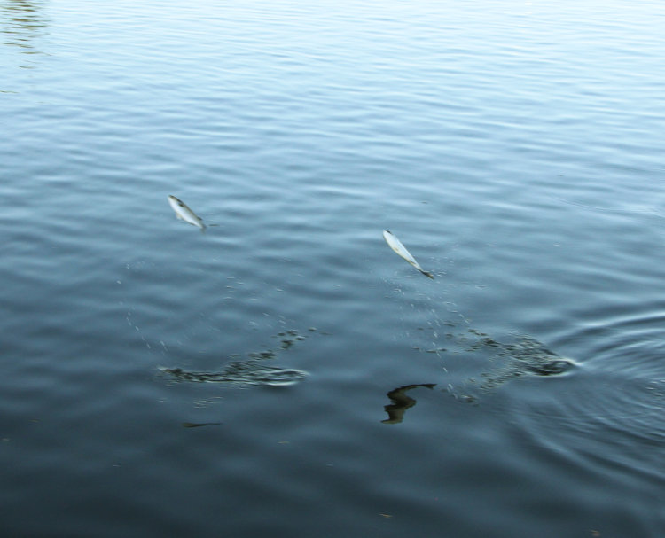 pair of fish, possibly mullets, jumping simultaneously from water