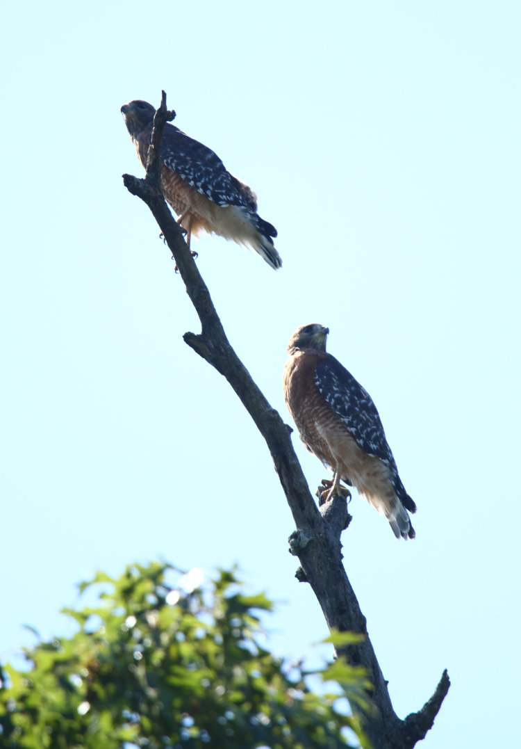 pair of red-shouldered hawks Buteo lineatus perched together and surveying surroundings