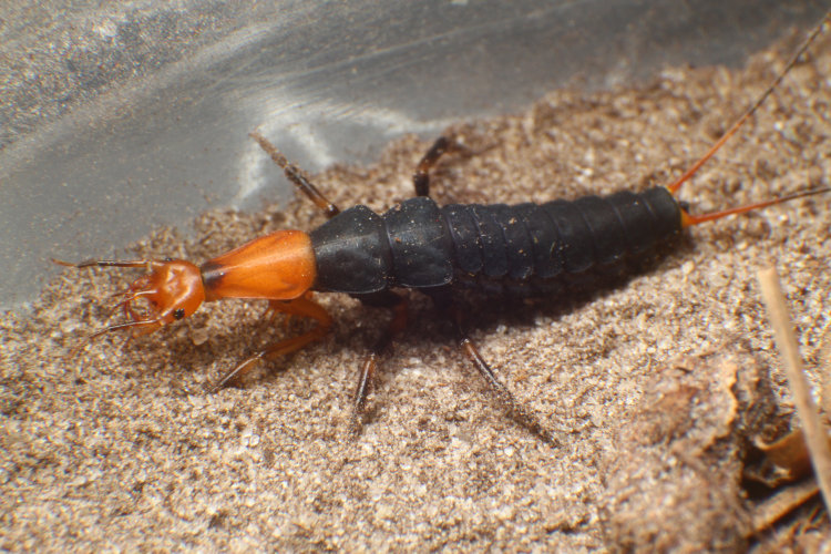 species of false bombardier beetle Galerita