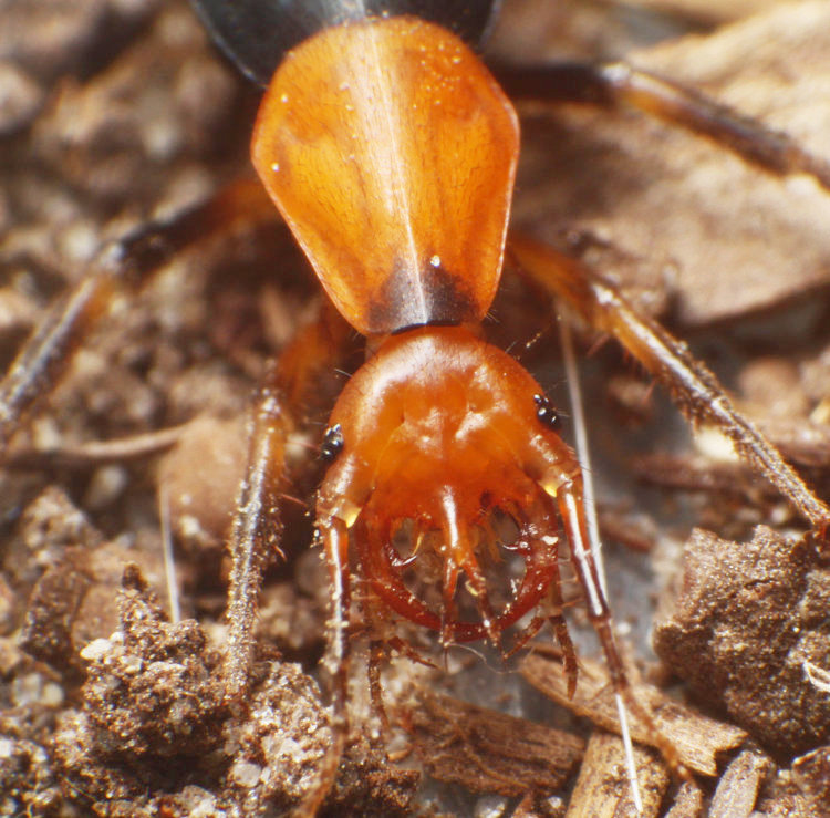 closeup of head of false bombardier beetle Galerita