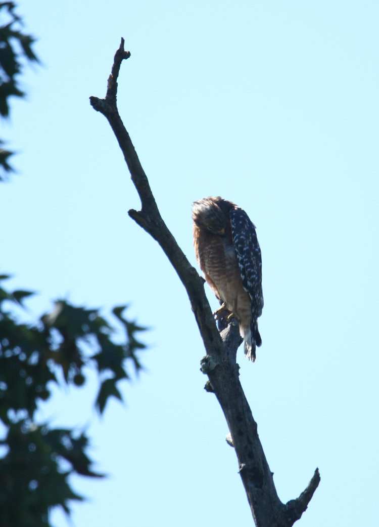 likely female red-shouldered hawk Buteo lineatus preening while perched on dead branch