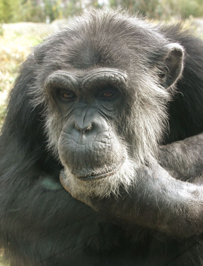 chimpanzee Pan troglodyte looking pensive