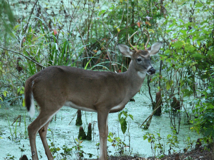 male white-tailed deer Odocoileus virginianus six-point buck on edge of pond 