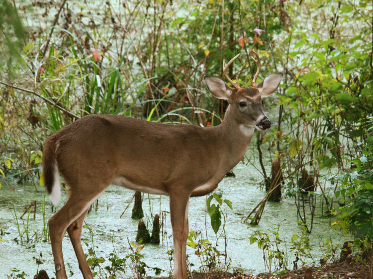 male white-tailed deer Odocoileus virginianus six-point buck on edge of pond, color tweaked