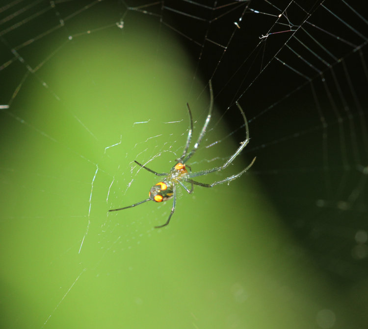 detail of underside of juvenile Leucauge argyrobapta