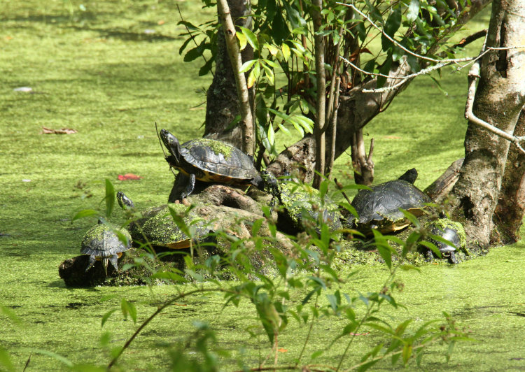 six yellow-bellied slider Trachemys scripta scripta of varying sizes out basking on Turtle Island as the temperatures begin to drop