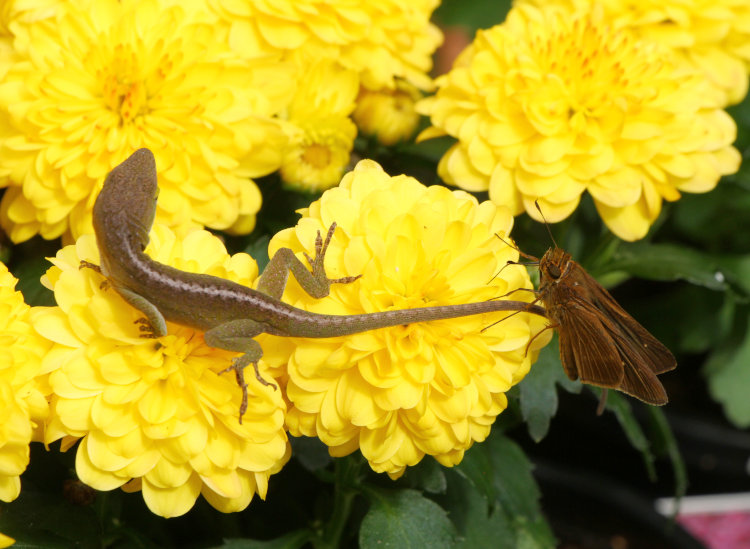 unidentified skipper Hesperiina perched straddling tail of Carolina anole Anolis carolinensis on chrysanthemum blossoms
