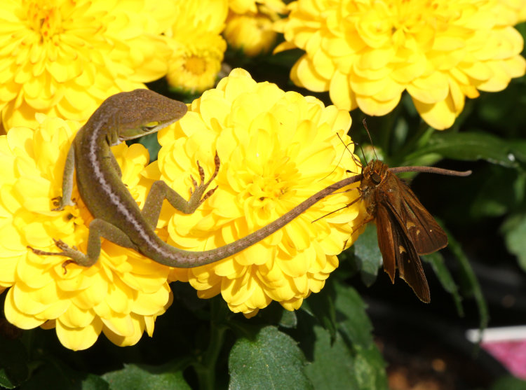 unidentified skipper Hesperiina straddling tail of Carolina anole Anolis carolinensis atop chrysanthemum blossoms