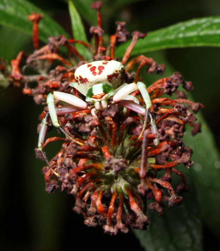 portrait of white-banded crab spider Misumenoides formosipes perched on dying blossoms of black knight butterfly bush Buddleja davidii