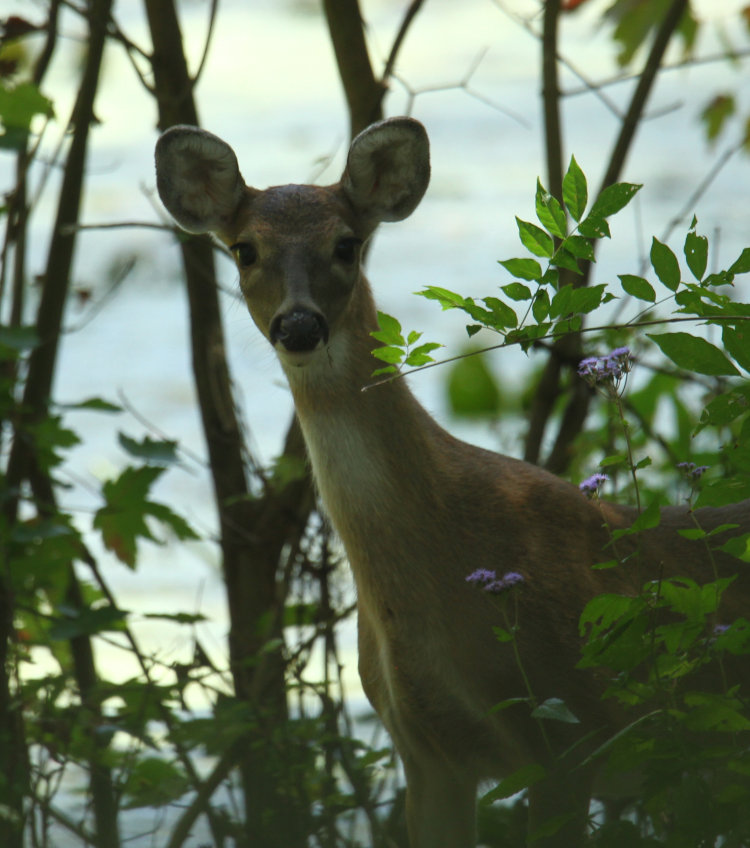 white-tailed deer Odocoileus virginianus fawn at edge of pond