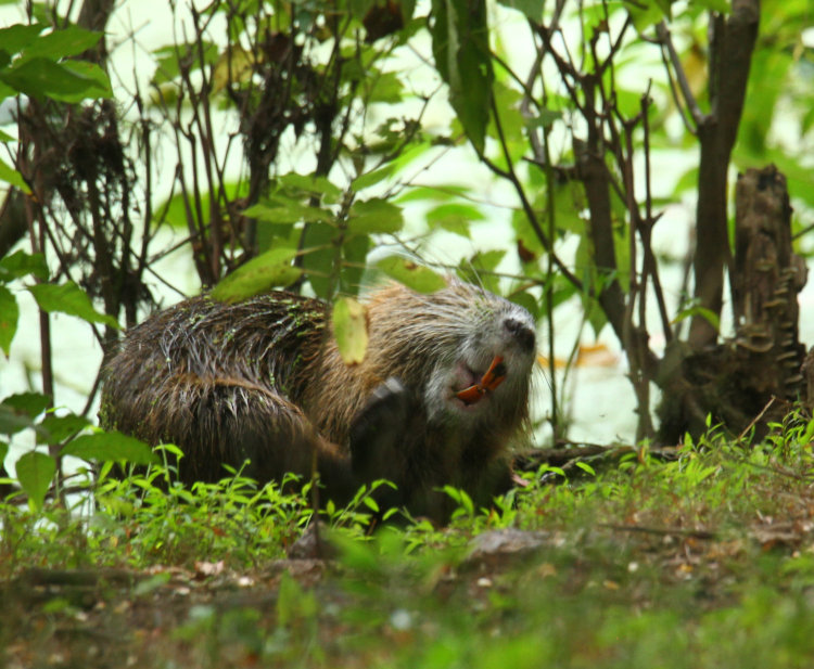 adult nutria Myocastor coypus scratching vigorously on pond edge