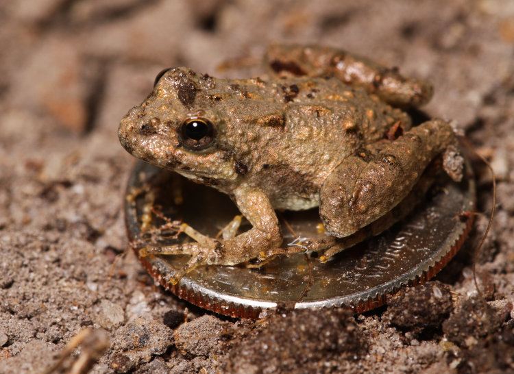unknown tiny frog, possibly juvenile spring peeper Pseudacris crucifer perched on dime for scale