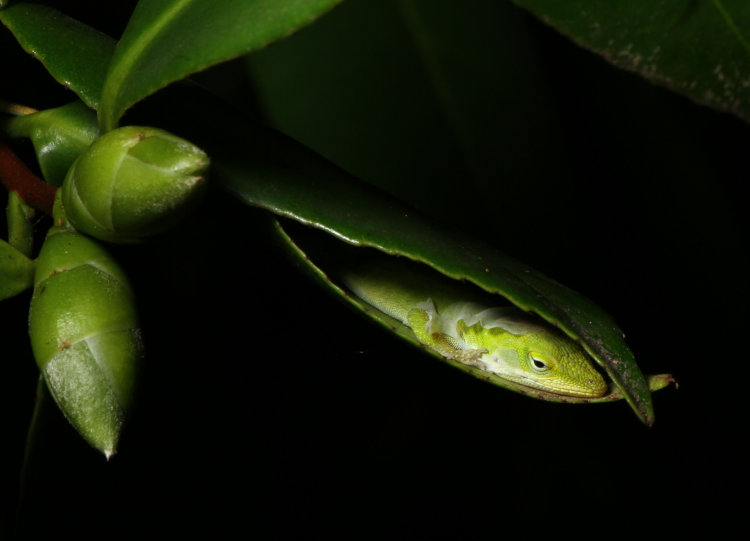 Carolina anole Anolis carolinensis sheltering between two camellia leaves at night while in the process of shedding