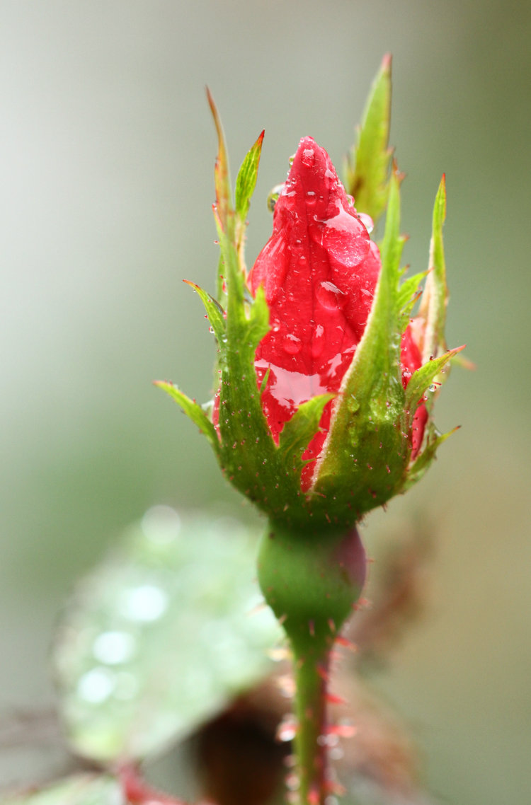 rosebud in wet conditions