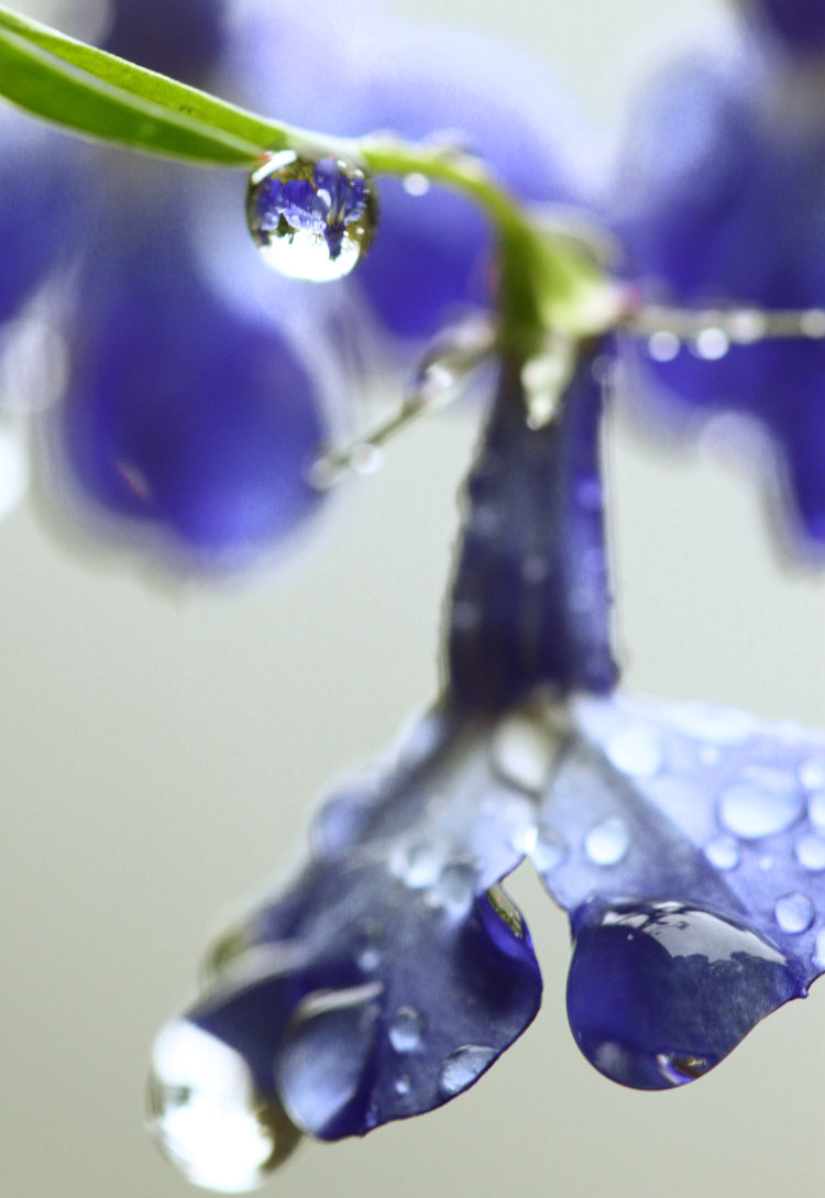 blue lobelia Lobelia erinus blossoms heavy with raindrops