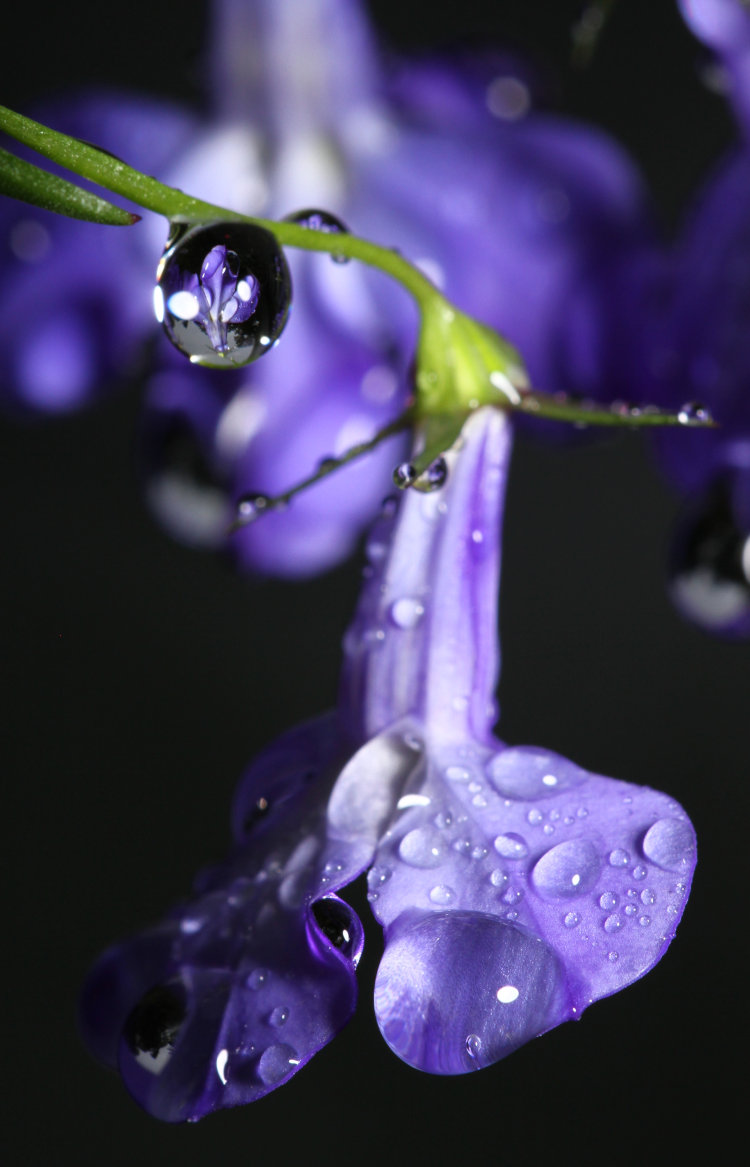 blue lobelia Lobelia erinus blossoms under heavy raindrops with one acting as lens