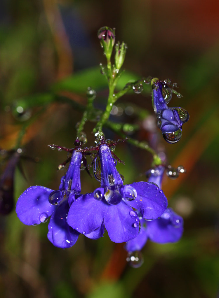 blue lobelia Lobelia erinus blossoms under heavy raindrops
