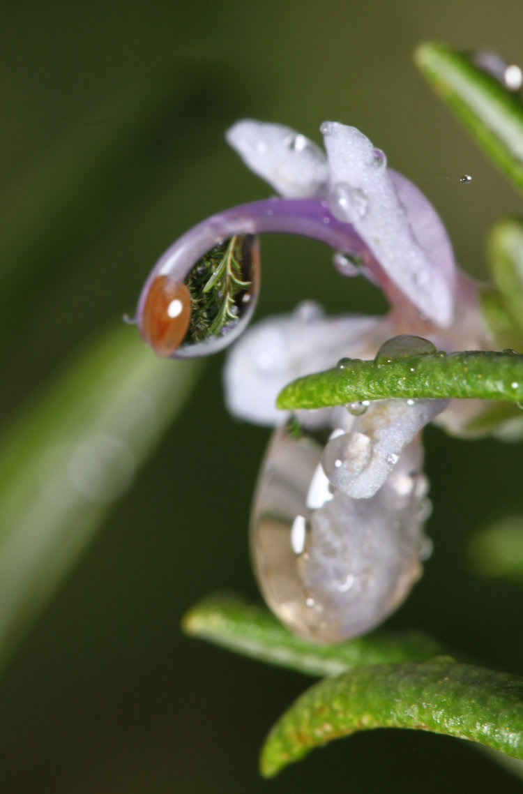 raindrops on flowers of rosemary Lamiaceae