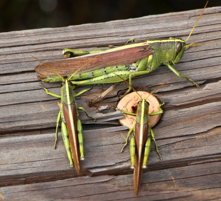 trio of unidentified grasshoppers, potentially two males and one female, together on edge of boardwalk
