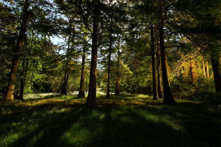 time exposure of back yard of Walkabout estates by moonlight