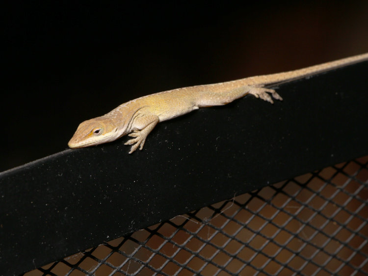 Carolina anole Anolis carolinensis snoozing on top of fireplace screen within Stately Walkabout Manor