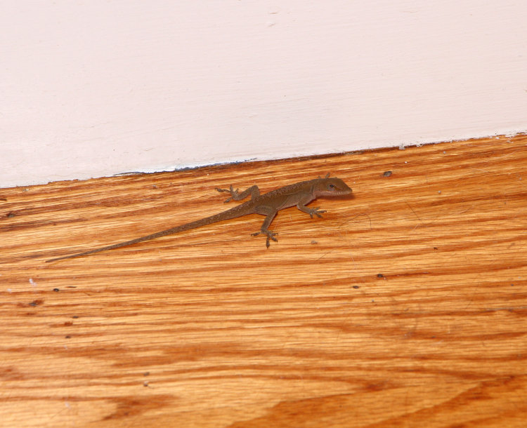 Carolina anole Anolis carolinensis resting on steps within Stately Walkabout Manor