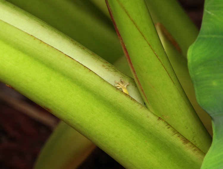 single forefoot of Carolina anole Anolis carolinensis peeking from hollow of leaf stems of elephant ear plant