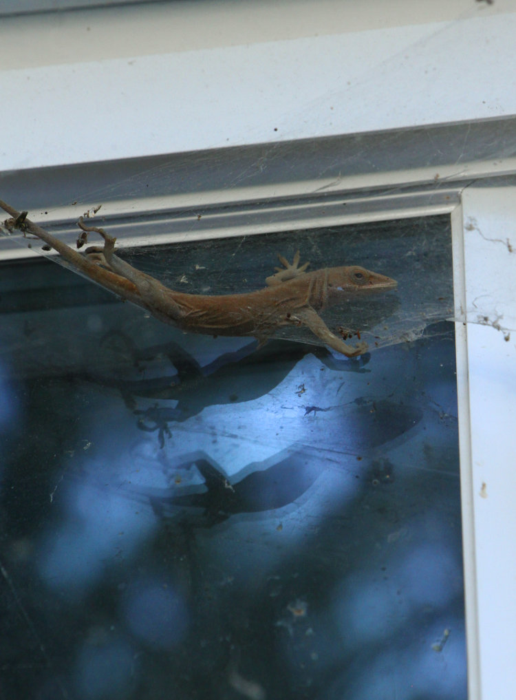 adult Carolina anole Anolis carolinensis suspended in web of unidentified funnel weaver spider Agelenidae, from outside with reflections