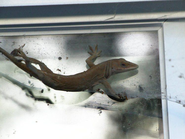adult Carolina anole Anolis carolinensis suspended in web of unidentified funnel weaver spider Agelenidae, from outside