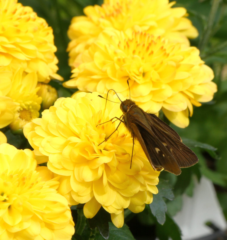 unidentified skipper Hesperiina feeding from chrysanthemum blossom