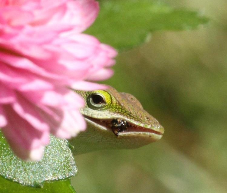 Carolina anole Anolis carolinensis on chrysanthemum blossoms with prey sticking from between lips like a cigar