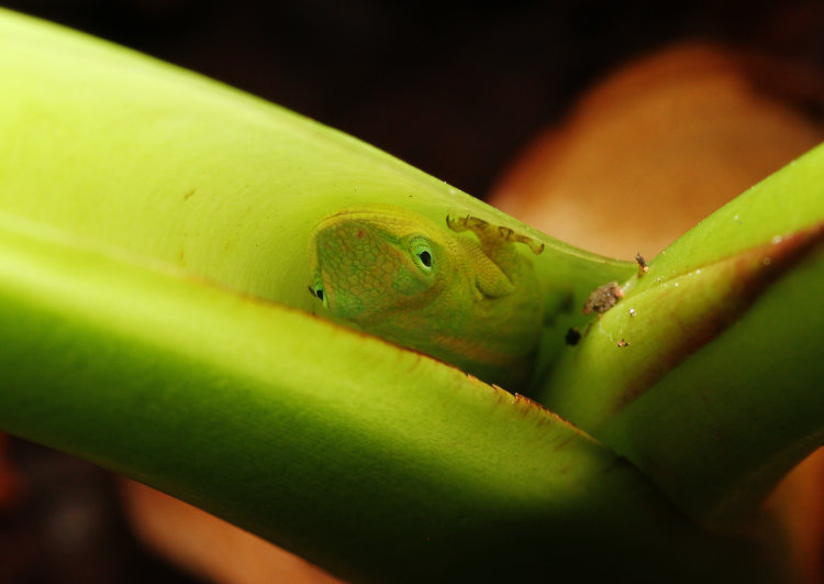 Carolina anole Anolis carolinensis trying to hide among hollows of leaf stems of elephant ear plant