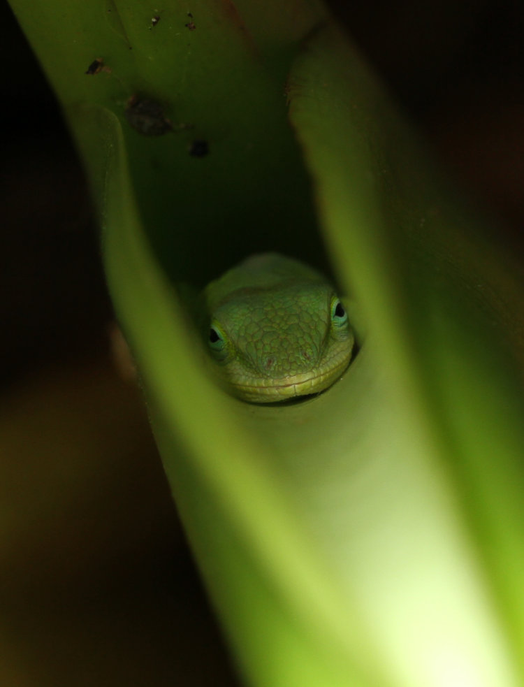 Carolina anole Anolis carolinensis tucked into groove of elephant ear plant stem