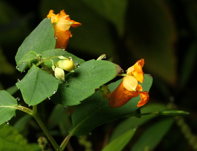 orange jewelweed Impatiens capensis blossoms at night decorated by dew 