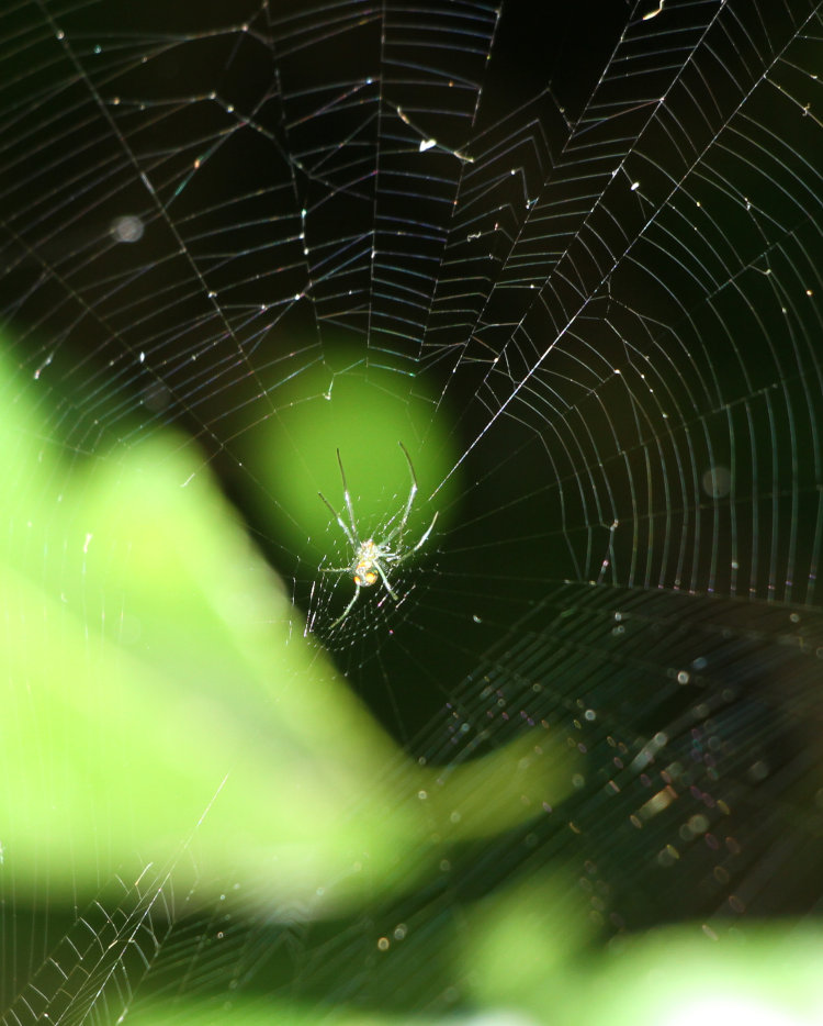 juvenile Leucauge argyrobapta in web