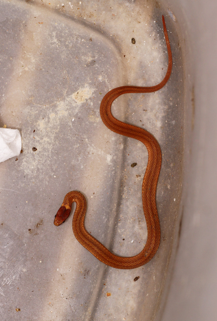 red-bellied snake Storeria occipitomaculata in bottom of Magic Bucket of Variety trash can