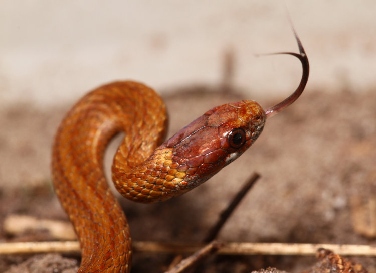 red-bellied snake Storeria occipitomaculata with tongue extended