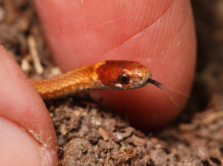 red-bellied snake Storeria occipitomaculata with tongue extended, and author's fingertips for scale