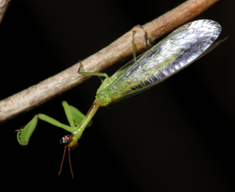 unidentified mantisfly Mantispidae, possibly green mantidfly Zeugomantispa minuta, extending foreleg after release