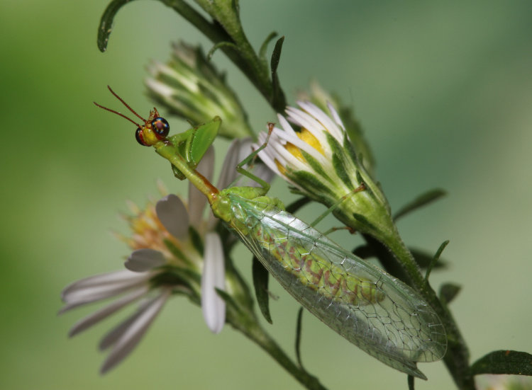 unidentified mantisfly Mantispidae, possibly green mantidfly Zeugomantispa minuta, perched on frost aster Symphyotrichum pilosum flowers