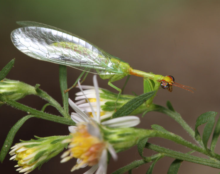 unidentified mantisfly Mantispidae, possibly green mantidfly Zeugomantispa minuta, perched on frost aster Symphyotrichum pilosum flowers