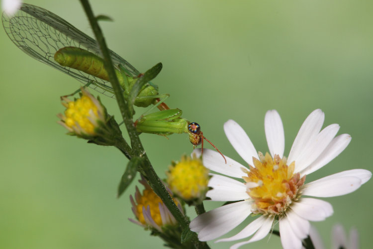 unidentified mantisfly Mantispidae, possibly green mantidfly Zeugomantispa minuta, perched on frost aster Symphyotrichum pilosum flowers