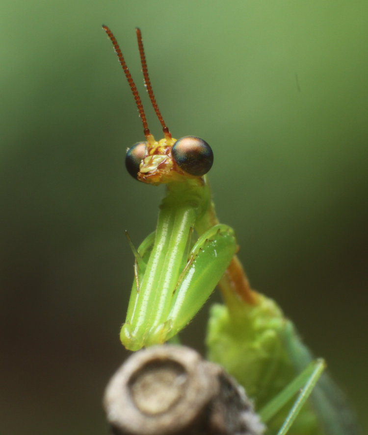 closeup of unidentified mantisfly Mantispidae, possibly green mantidfly Zeugomantispa minuta