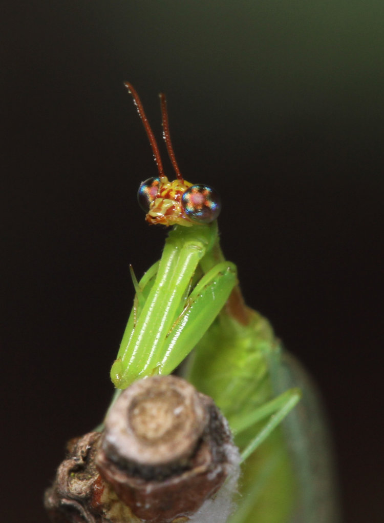 closeup of unidentified mantisfly Mantispidae, possibly green mantidfly Zeugomantispa minuta