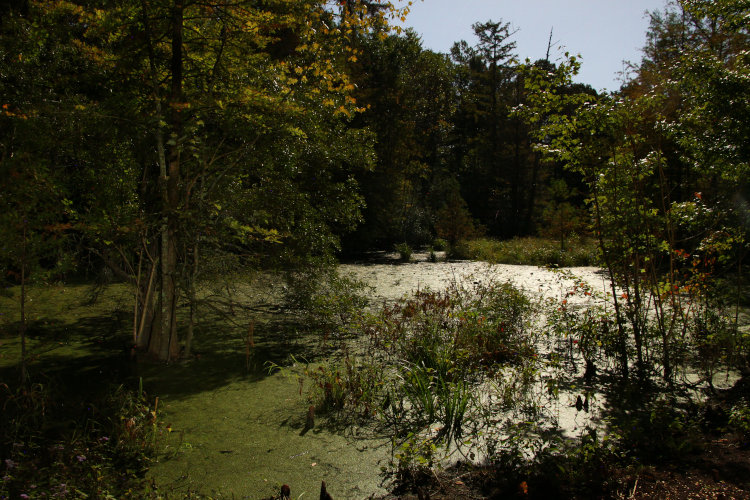 portion of main pond at Walkabout Estates by moonlight