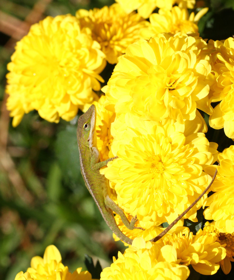 Carolina anole Anolis carolinensis perched on chrysanthemum blossoms