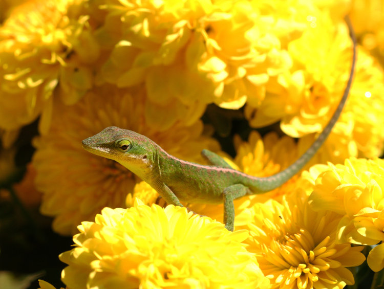 Carolina anole Anolis carolinensis perched on chrysanthemum blossoms