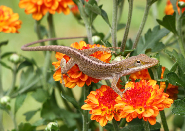 Carolina anole Anolis carolinensis posed across multiple chrysanthemum blossoms