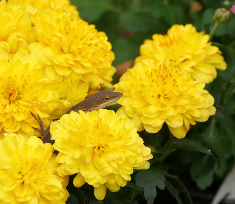 Carolina anole Anolis carolinensis atop chrysanthemum blossoms after having just missed a skipper